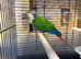 Conure for sale