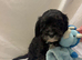 2 sweet girls looking for their forever homes