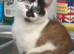 Female cat 3 years been spayed
