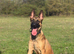 Mali/Dutch Female 8 Months Old BRN 56036