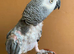 Tame African grey parrot