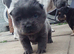 F1 Frenchchows (Frenchie x chow)