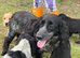 Cocker Spaniel puppies