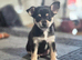 Beautiful Chihuahua