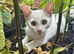Pure white female kitten