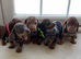 Dachshund