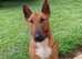 Proven Bull Terrier studs x 2