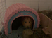 Lovely pair of Bonded Guinea Pig Boars