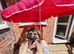 8 large GSD puppies for sale