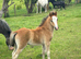 Registered Welsh Section C Filly Foal
