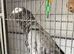 African grey
