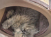 Persian Kittens