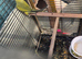 Indina ringneck yellow