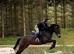 15.2h Irish sport horse 9 years old