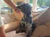Miniature poodle for stud blue Merle