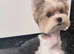 Mini biewer terrier puppies
