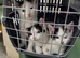 Black and White Kittens Ready to Go