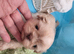 Kc reg Stunning small babies boys/girl