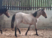 Registered NF geldings
