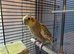 Adult pair of cockatiels for sale