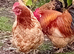 Laying hens