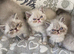 GCCF Registered Colour Point Kittens