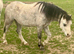 Beautiful 5 year old Welsh section A