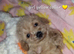Cavapoochon