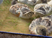 Duckling of different ages available