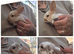 Beautiful litter of rabbits