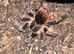 Mexican red knee