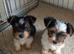BIEWER pups PEDIGREE
