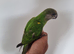 Baby Senegal with brand new cage