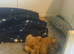 5 toy poodle puppy’s 3 boys 2 girls