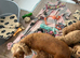 Cockapoo puppy