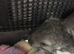 Two Bonded Female Chinchilla