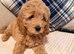 Sweet mini Goldendoodle