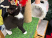 VERY LOVING MALE KITTEN READY NOW