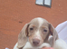 Miniature Dachshund female