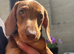 4 minature dachshund puppies
