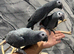 Friendly Baby HandReared Super Tame Cuddly African Grey Parrot,30