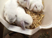 10 Week Old Lop Eared Bunnies