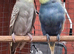 Breeding Pair of budgies