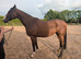 Top eventer in making ror gelding