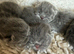 Exotic Shorthair Kittens For Sale