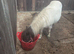 Tiny tots shetland