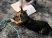Urgent: loving home needed