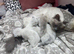 STUNNING PLATINUM MINK RAGDOLL KITTENS