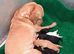 Beautiful Labrador Puppies Looking for Loving Homes