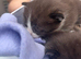 Stunning Babies lovely colours browns, blacks and grey! Boys and girls